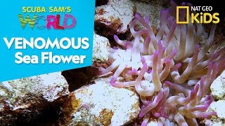 Venomous Sea Flower  Scuba Sams World [upl. by Twitt]