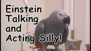 Einstein the Parrot talking and acting silly [upl. by Portingale]