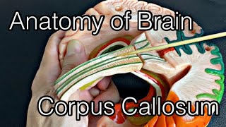 Anatomy of brain corpus callosum English [upl. by Albarran130]