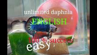 daphnia moina culture Easy way Unlimited production English  with sub Green water Chlorella [upl. by Suter81]