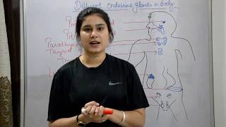 Endocrine system anatomy amp physiology in hindi  glands  functions  locations  structure [upl. by Atteuqehs]