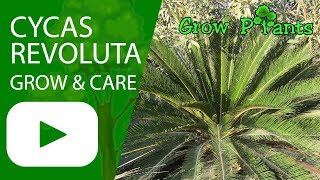 Cycas revoluta  grow amp care [upl. by Elad]