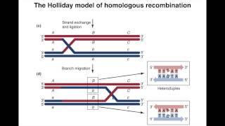 Homologous Recombination I [upl. by Dalpe]