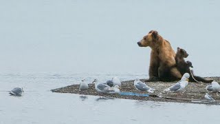 Bears in Slow Motion  Katmai National Park [upl. by Huberty]