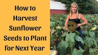 Sunflower Seeds Harvesting For Planting [upl. by Fonville]