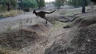 Kangaroo Jumps Creek [upl. by Cadmann364]