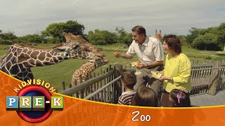 Zoo  Virtual Field Trip  KidVision PreK [upl. by Ivets]