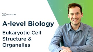 Eukaryotic Cell Structure amp Organelles  Alevel Biology  OCR AQA Edexcel [upl. by Turrell]