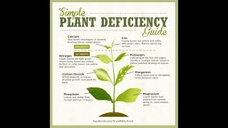 Nutrient Deficiency in Plant [upl. by Dusty910]