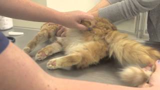 Differences Between Neutered amp UnNeutered Cats  General Cat Health [upl. by Hax255]