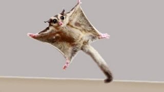 ★TOP 10 Sugar Glider Flights★ [upl. by Hitoshi]