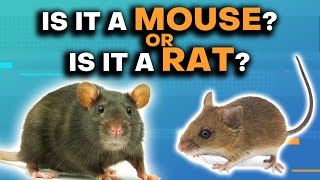 Mice amp Rats Whats The Difference [upl. by Thalia]