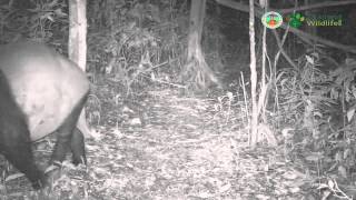 Malayan tapir Tapirus indicus  Kaeng Krachan [upl. by Annua]