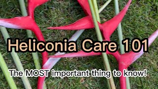 Heliconia Care 101 [upl. by Nylatsirk]