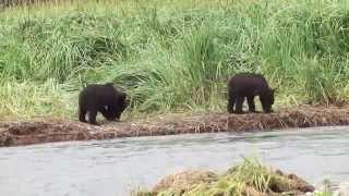 Bears  Katmai Alaska [upl. by Curnin128]