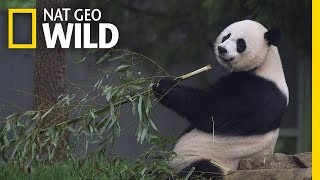 Giant Pandas 101  Nat Geo Wild [upl. by Ardnahsal]