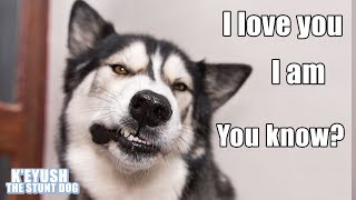 15 Times My HUSKY Spoke Near Perfect English The Best He Can [upl. by Florella]