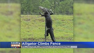 VIDEO Alligator Climbs Fence In Florida [upl. by Marl]