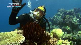 Seaview Science Video Crinoids [upl. by Perdita805]