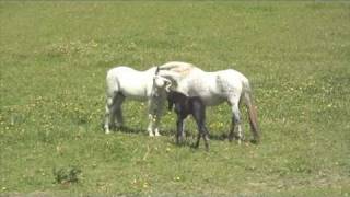 Andalusian mare with new foal meets stallion dad [upl. by Ytirahc]