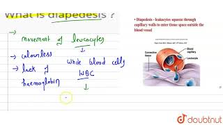 What is diapedesis [upl. by Kruter]