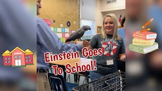 Einstein Parrot Goes To School [upl. by Fields503]