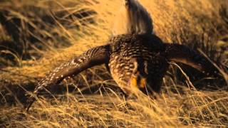 The Grouse Dance of American Prairie Reserve [upl. by Eirolav520]