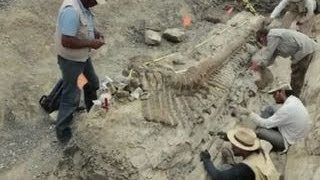 Archaeology dig reveals preserved dinosaur [upl. by Abba136]