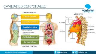 CAVIDADES CORPORALES  Resúmenes de Anatomía y Fisiología [upl. by Gypsie]