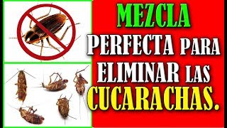 Mezcla Perfecta para eliminar las Cucarachas del hogar [upl. by Denman]