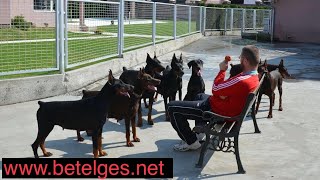 Doberman kennel Betelges [upl. by Ahsoym697]