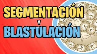 ✅ SEGMENTACIÓN y BLASTULACIÓN 📚 PRIMERA SEMANA 🧐 EMBRIOLOGÍA [upl. by Shewchuk]