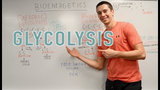 Glycolysis Explained Aerobic vs Anaerobic Pyruvate Gluconeogenesis [upl. by Zebadiah]