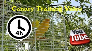 Canary Singing  Training Video 4 Hours Long version [upl. by Etteiram567]