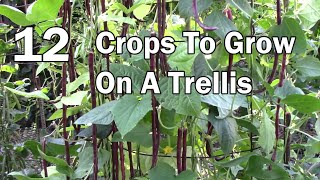 Vertical Gardening  12 Vegetables That Can Be Grown On A Trellis [upl. by Diehl]