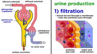 The Urinary System [upl. by Botnick]