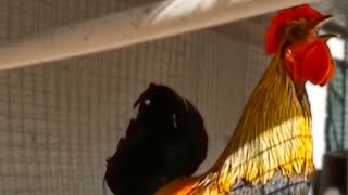 Rooster Epic Fails at Crowing  Funny Subtitles [upl. by Jurgen]