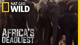 The Elephants Warning System  Africas Deadliest [upl. by Ailecra]