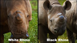 Top 3 differences between Black and White Rhinos [upl. by Elahcim68]