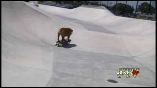 Tillman the Skateboarding Bulldog Skates Skimboards and SURFS [upl. by Conall135]