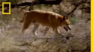 Kangaroo vs Dingo  National Geographic [upl. by Pardew559]