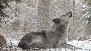 Wolfs Sweet Voice Inspires 50 Wolves to Howl [upl. by Ycul]