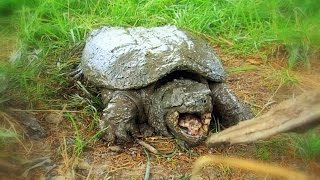 How to Find and Catch Snapping Turtles By Hand [upl. by Eissahc]