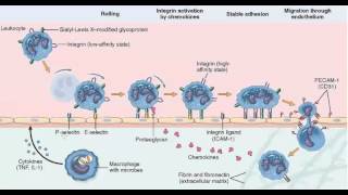 Neutrophil margination adhesion FREEWAY VERSION [upl. by Sharma830]