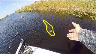 ANGRY Alligator ATTACKS My Boat Dangerous [upl. by Nawram]