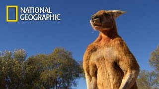 Muscular Kangaroos Martial Arts Match｜National Geographic [upl. by Edmea685]