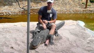 Alligator Show in the Everglades [upl. by Bettina]