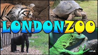 LONDON ZOO Walking Tour  England 4k [upl. by Godbeare708]