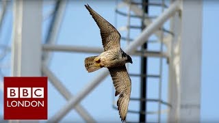 The Falcons of Battersea Power station  BBC London [upl. by Llehsem711]