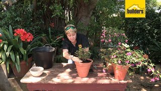 How to Plant Fuchsia Flowers in a Pot [upl. by Goldsmith238]